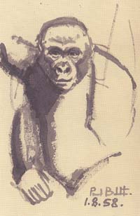 Paul Beckett: Gorilla. 1958 Paul Beckett: Gorilla. 1958